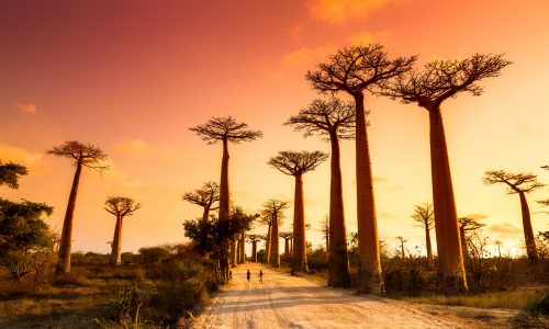 37758380 - beautiful baobab trees at sunset at the avenue of the baobabs in madagascar
