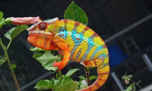 Cameleons panthères 2