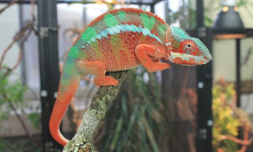 Cameleons panthères