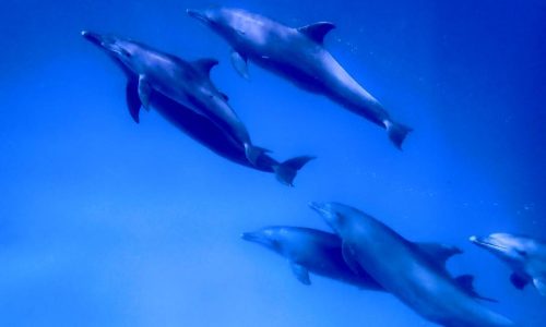 Dauphins Tanikely