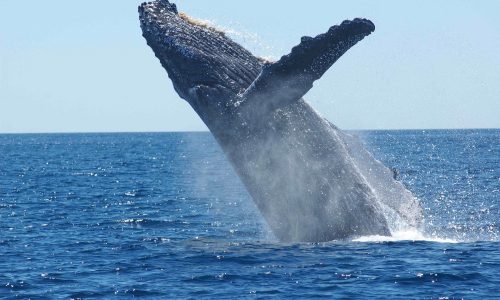 Madagascar-Sainte-Marie-baleine-1