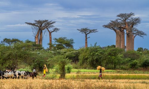 Madagascar-Travel-Blog-Baobabs-Morondava-28