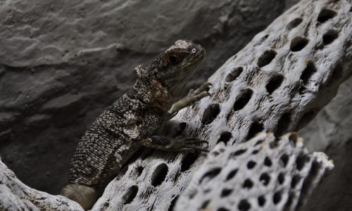 iguana scaly dragon animal-3436179_960_720