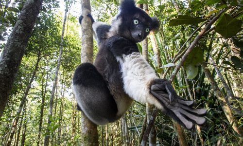 indri-Indri-indri