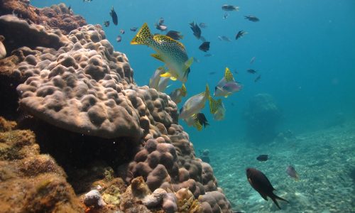 poissons coraux 2